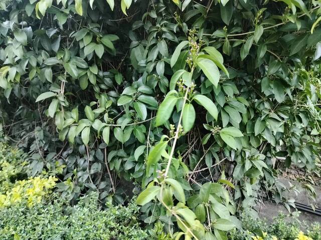 2025年11月13日蒜香藤花況