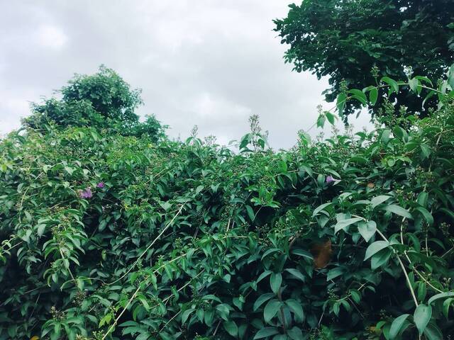 2025年11月14日蒜香藤花況