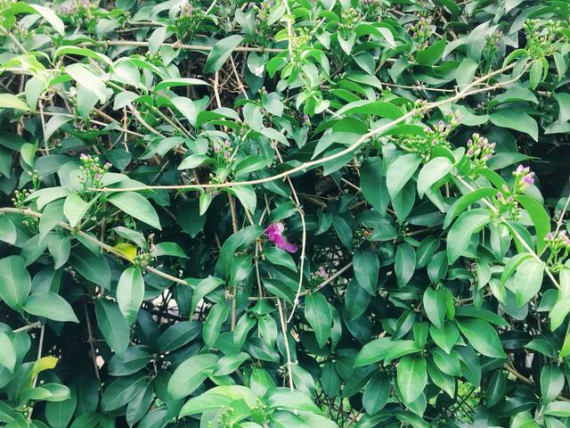 2025年11月14日蒜香藤花況