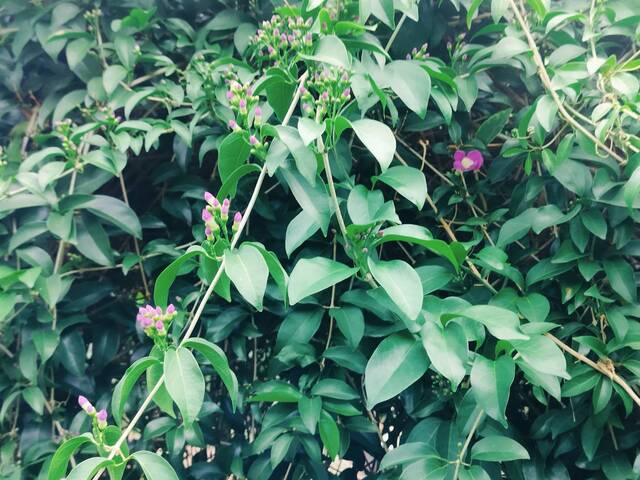 2025年11月14日蒜香藤花況