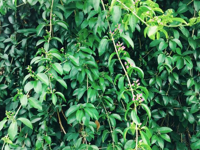 2025年11月14日蒜香藤花況