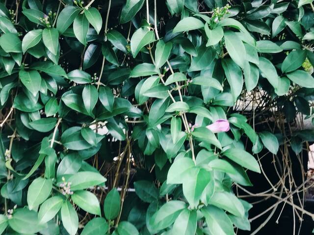 2025年11月14日蒜香藤花況