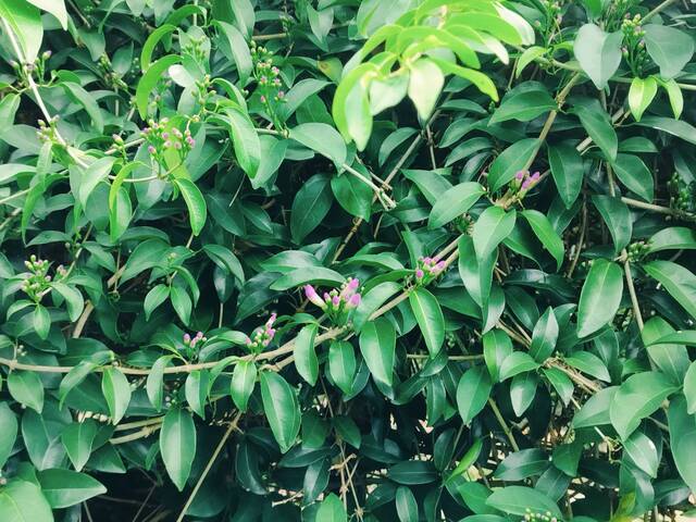 2025年11月14日蒜香藤花況