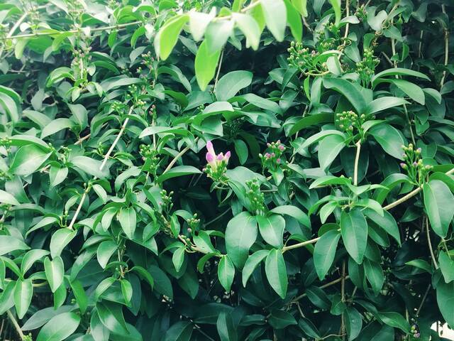 2025年11月14日蒜香藤花況