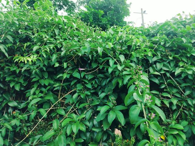 2025年11月14日蒜香藤花況