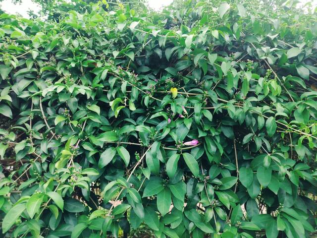 2025年11月14日蒜香藤花況