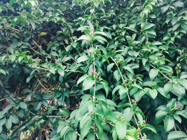 2025年11月14日蒜香藤花況