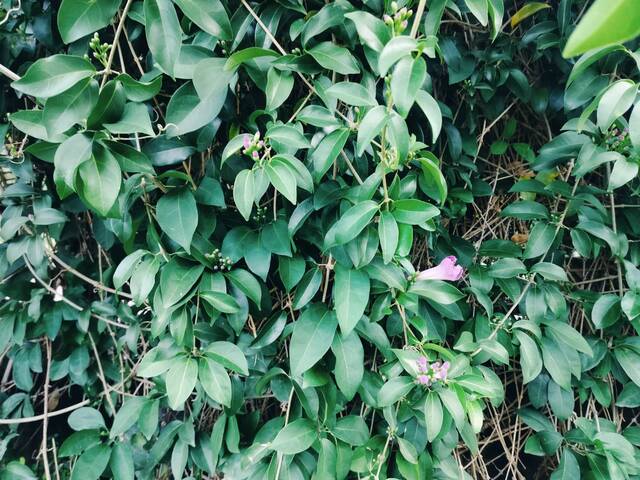 2025年11月14日蒜香藤花況