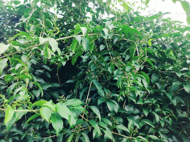 2025年11月14日蒜香藤花況