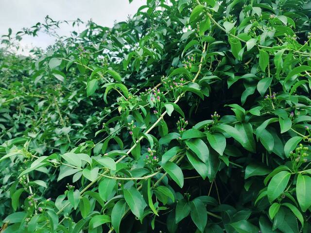 2025年11月14日蒜香藤花況