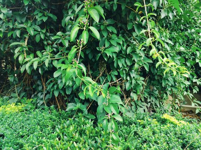 2025年11月14日蒜香藤花況