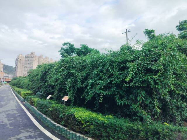 2025年11月14日蒜香藤花況