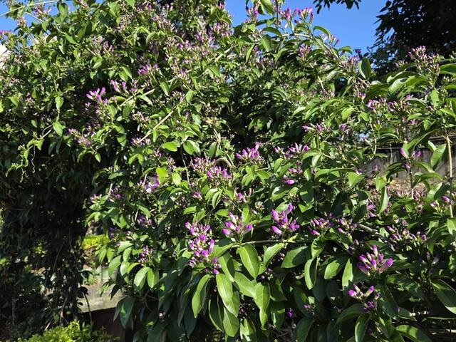 2025年11月15日蒜香藤花況