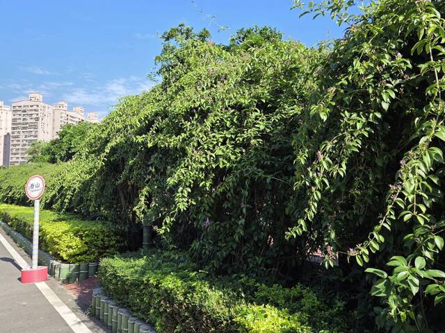 2025年11月15日蒜香藤花況