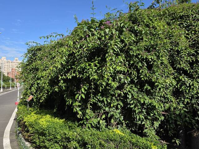 2025年11月15日蒜香藤花況