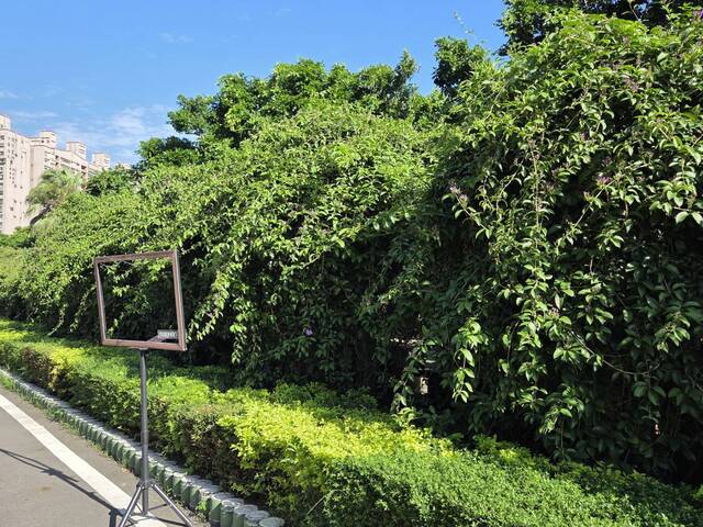 2025年11月15日蒜香藤花況