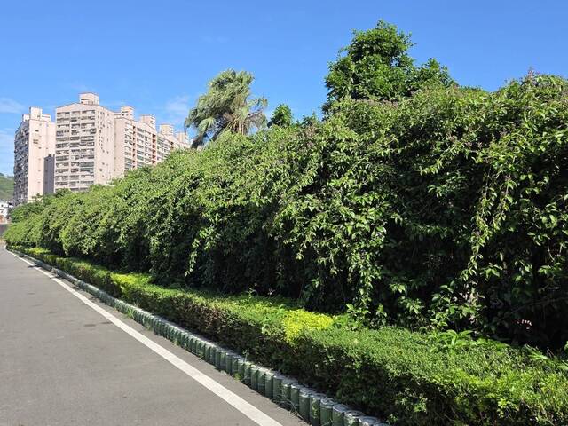 2025年11月15日蒜香藤花況