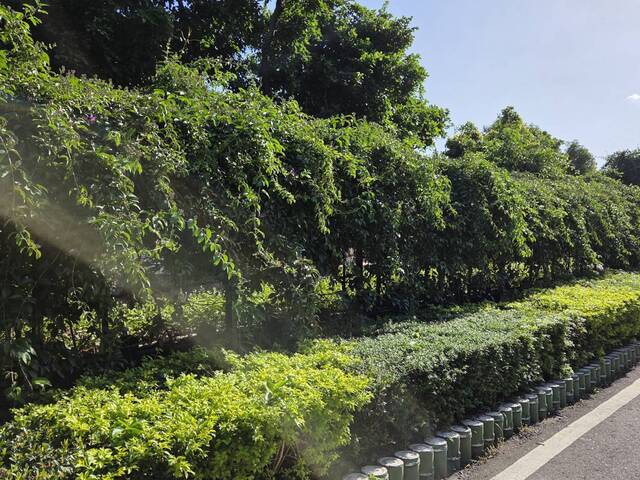 2025年11月15日蒜香藤花況