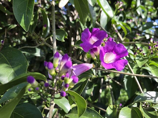 2025年11月15日蒜香藤花況