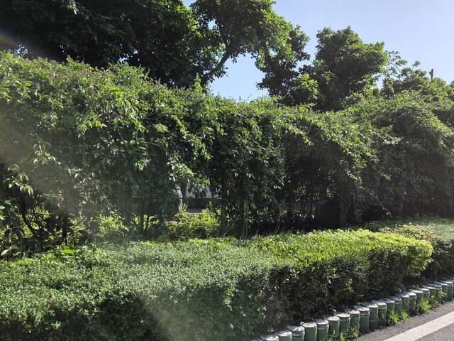 2025年11月15日蒜香藤花況