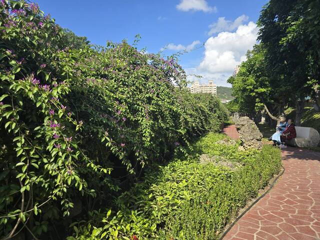 2025年11月16日蒜香藤花況