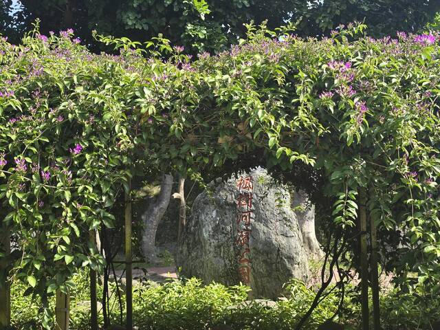 2025年11月16日蒜香藤花況