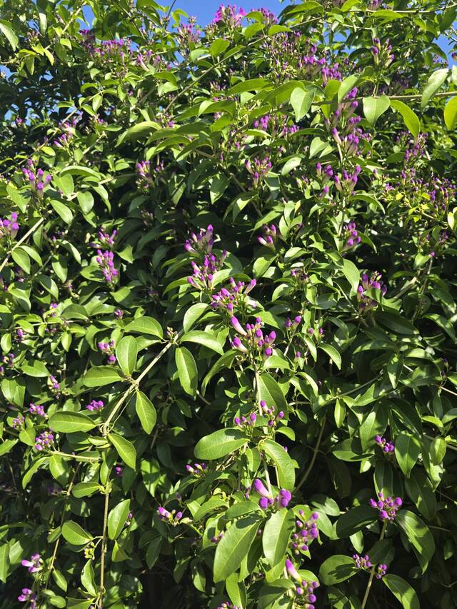 2025年11月16日蒜香藤花況