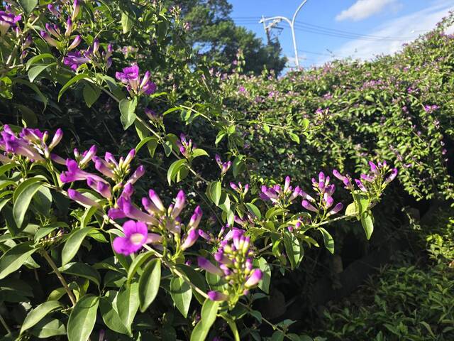 2025年11月16日蒜香藤花況