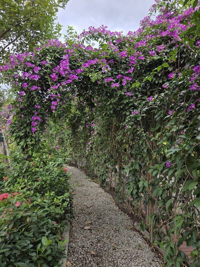 2025年11月17日蒜香藤花況