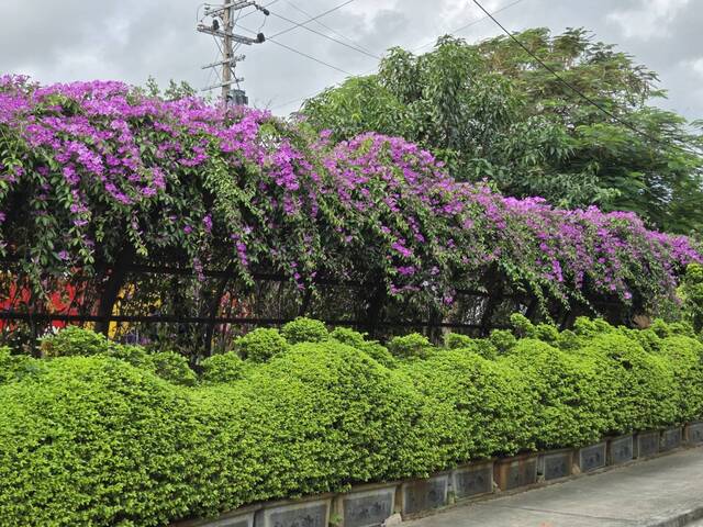 2025年11月17日蒜香藤花況