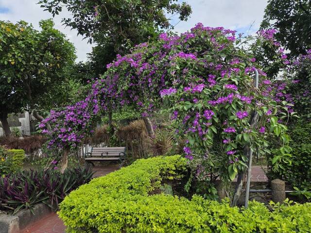 2025年11月17日蒜香藤花況