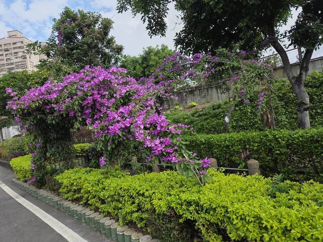 2025年11月17日蒜香藤花況