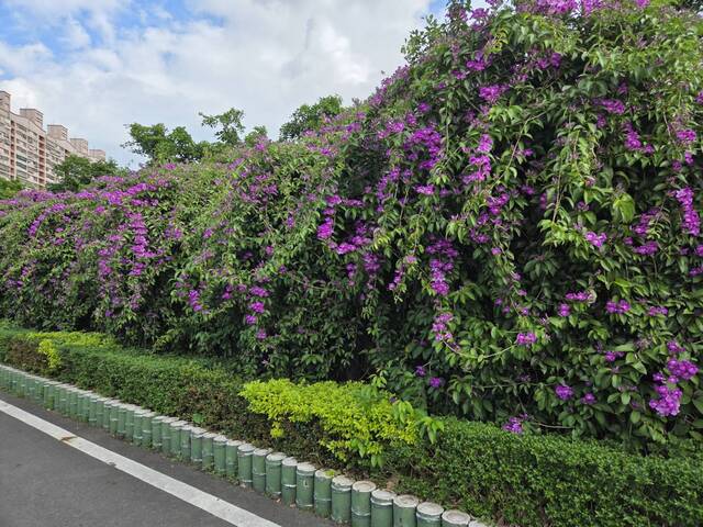 2025年11月17日蒜香藤花況