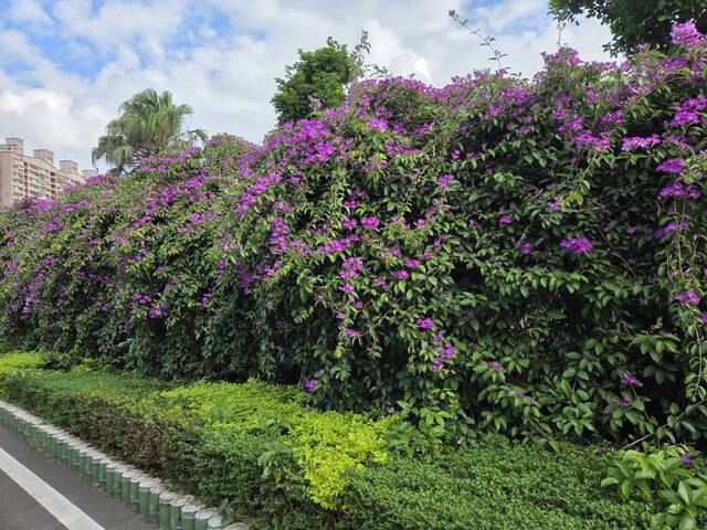 2025年11月17日蒜香藤花況