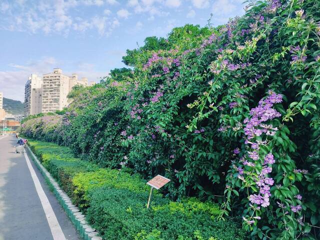 2025年11月17日蒜香藤花況