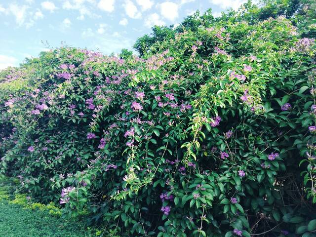 2025年11月17日蒜香藤花況