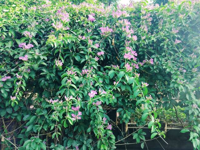 2025年11月17日蒜香藤花況