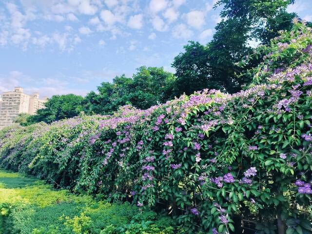 2025年11月17日蒜香藤花況