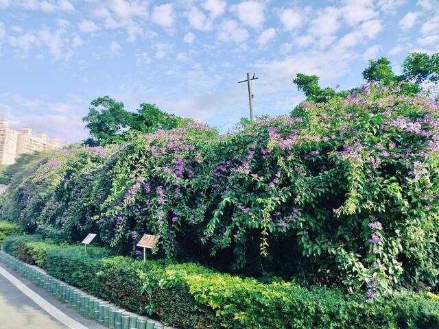 2025年11月17日蒜香藤花況