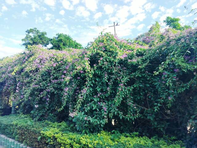 2025年11月17日蒜香藤花況