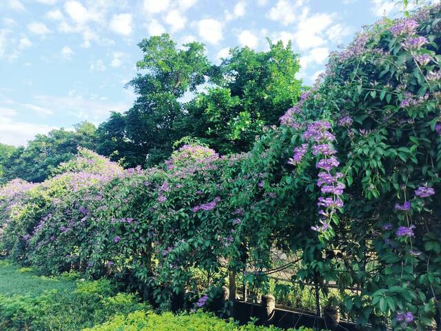 2025年11月17日蒜香藤花況