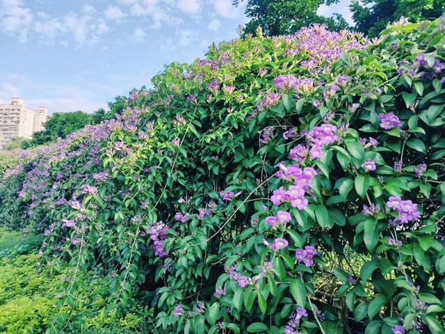 2025年11月17日蒜香藤花況