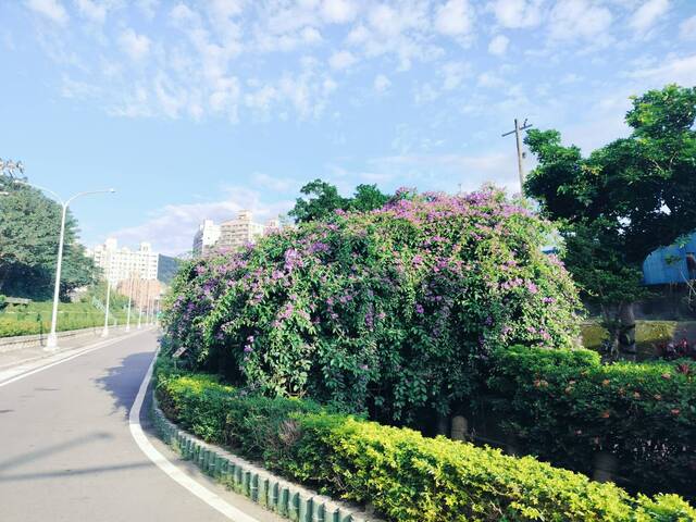 2025年11月17日蒜香藤花況