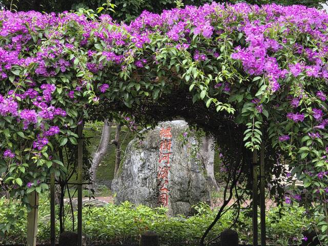 2025年11月18日蒜香藤花況