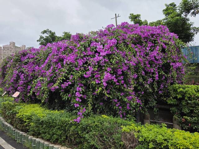 2025年11月18日蒜香藤花況