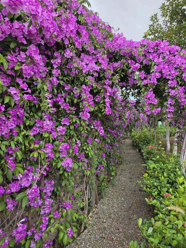 2025年11月18日蒜香藤花況