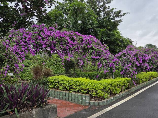 2025年11月18日蒜香藤花況