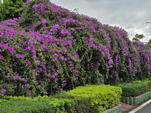 2025年11月18日蒜香藤花況