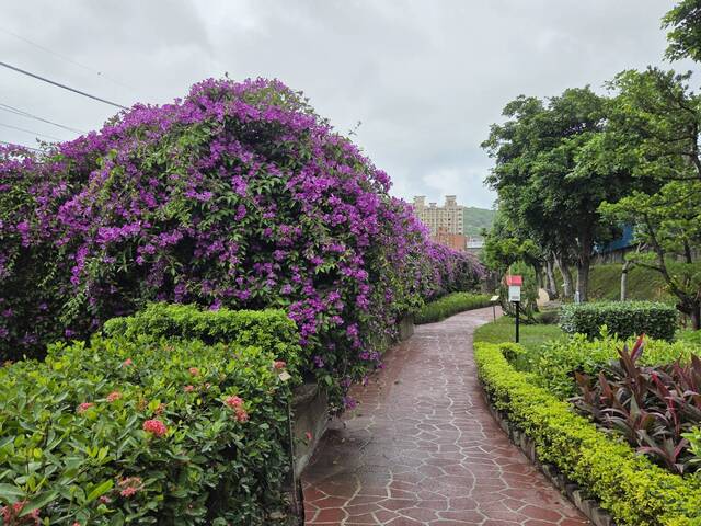 2025年11月18日蒜香藤花況