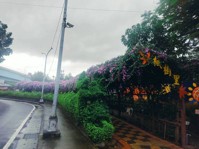 2025年11月18日蒜香藤花況